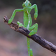 Imagen para el artículo titulado Estas son las fotos de animales más divertidas de 2021, según los Comedy Wildlife Photography Awards